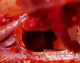 Escuela de sexo chica grande